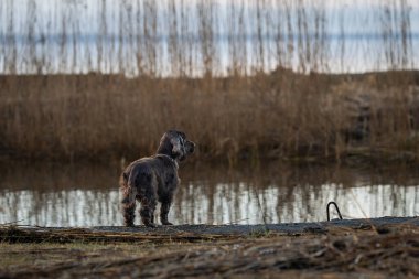 Limandaki Cocker Spaniel çikolatası. Kahverengi Cocker Spaniel köpeği Denize bakıyor.
