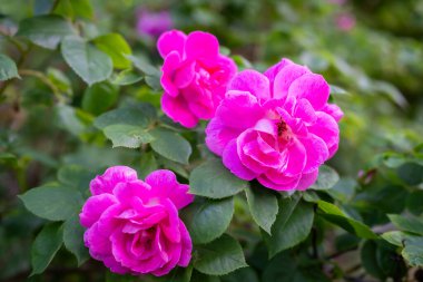 Rose (Rosa gallica var officinalis) flowering in summer. Dark pink Rosa gallica shrub flowers also called Gallic rose, French rose or rose of Provins. clipart