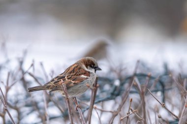 Male House sparrow on a bush in anticipation of spring with ringing chirps. City park background. House Sparrow (Passer domesticus). clipart