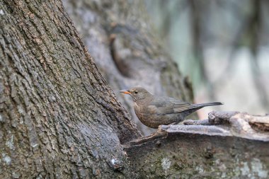 Dişi karatavuk, Turdus Merula, kışın ağaçta oturuyor. Ağaçta turuncu gagalı küçük siyah bir kuş var. Kahverengi ötücü kuş kış ortamı arıyor.