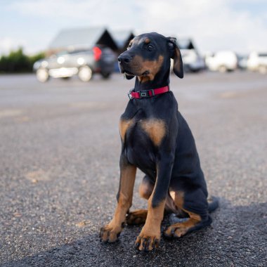 Liman iskelesinde oturan siyah ve esmer Dobermann köpeği. Doberman köpek yavrusu, doğal kulaklı, doğal kuyruklu güneşli bir günde doğada çekilmiş..