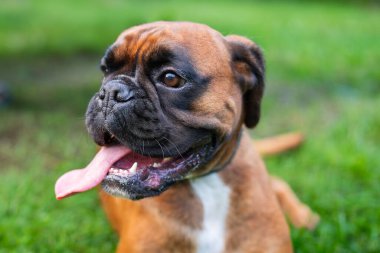 Genç Boksör Köpek bahçede yatıyor. Genç bir boksör ara verir ve bahçede dinlenir. Ceylan renginde, safkan bir boksör. Orta boylu, güçlü, safkan, geyik renkli, boksör..