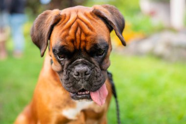 Genç Boksör Köpek bahçede oturuyor. Genç bir boksör ara verir ve bahçede dinlenir. Ceylan renginde, safkan bir boksör. Orta boylu, güçlü, safkan, geyik renkli, boksör..