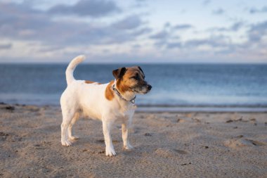 Gün batımında sahilde Jack Russell Terrie 'nin portresi. Gün batımında kumlu bir sahilde pürüzsüz palto Jack Russell Terrier.