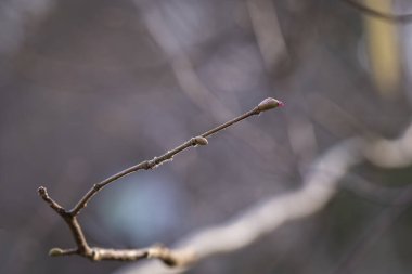 Genel fındık çiçeği - Corylus avellana - dişi çiçekler kapanıyor. Corylus Avellana 'nın kırmızı dişi çiçeği, bir ormanlık alanda bahar günü yaygın bir fındık. Bahar arkaplanı.