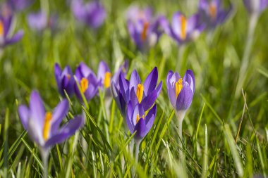 Erken dönem timsahları (Crocus tommasinianus) sığ bir alan derinliğine sahiptir. Çiçek açan mor orman çiçekleri. Baharın başında. Barışın sembolü, neşe, saflık, Paskalya. Peyzaj, bahçıvanlık, eko-turizm, çevre.