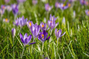 Erken dönem timsahları (Crocus tommasinianus) sığ bir alan derinliğine sahiptir. Çiçek açan mor orman çiçekleri. Baharın başında. Barışın sembolü, neşe, saflık, Paskalya. Peyzaj, bahçıvanlık, eko-turizm, çevre.