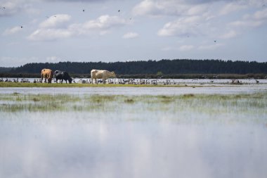 Kıyı çayırlarında otlayan sığırlar. Aberdeen angus sığır ve kazlar yazın bir tarlada. Sığır ve kazlarla dolu yaz manzarası.