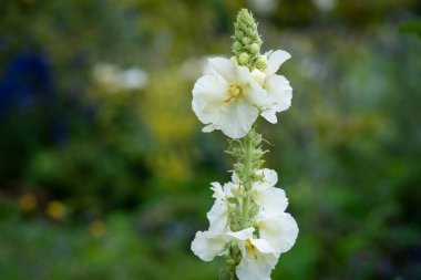 Bahçede yetişen Verbascum phlomoides. Yaz bahçesinde açan beyaz verbascum çiçekleri.