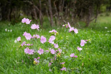 Common mallow (Malva neglecta) flowers with their pink petals in a  pasture. Malva sylvestris  flowers in meadow. clipart