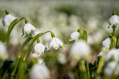 Leucojum vernum - early spring snowflake flowers in the park. Selective focus, background. Closeup of  snowflake flowers on a sunny day. Floral background. clipart