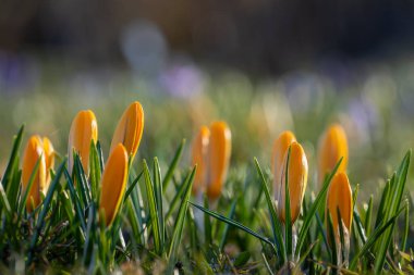 Baharda bir çayırda sarı kapalı çiçek. Soyut çiçek arkaplanı, sarı kır çiçekleri. Marka tasarımı için makro çiçek arkaplanı.