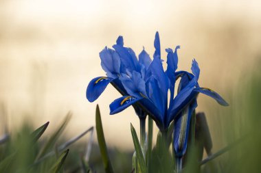 Bahçede büyüyen gök mavisi Iris reticulata 'Harmony'. Mavi cüce baharda çiçek içinde büyür. Yumuşak odaklanma. Seçici odak.