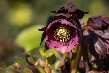 Koyu mor dayanıklı karabatak, Helleborus x orientalis, kış sonu ve bahar başında çiçek açıyor. Mor sarımsaklı çiçek, aynı zamanda Noel gülü ve Perhiz Gülü olarak da bilinir..
