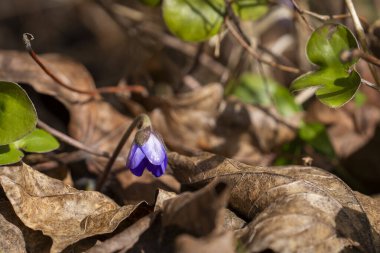 İlk bahar çiçekleri mavi anemon hepatikası ya da doğal arka planda karaciğer yaprağı. Ormandaki kuru yaprak arasındaki ilk bahar çiçeklerinden biri olan hepatikanın yakın çekimi..