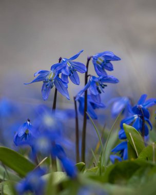 Mavi çiçekler Sibirya Squill 'i (Scilla Siberica). Ağaç ezmesi, çimenlerde mavi çiçekli çayır bitkisi. Bahar çiçeği arka planı. Bahar çayırında mavi Sibirya ezmesi çiçekleri.