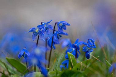 Mavi çiçekler Sibirya Squill 'i (Scilla Siberica). Ağaç ezmesi, çimenlerde mavi çiçekli çayır bitkisi. Bahar çiçeği arka planı. Bahar çayırında mavi Sibirya ezmesi çiçekleri.