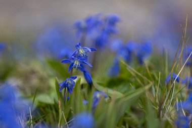 Mavi çiçekler Sibirya Squill 'i (Scilla Siberica). Ağaç ezmesi, çimenlerde mavi çiçekli çayır bitkisi. Bahar çiçeği arka planı. Bahar çayırında mavi Sibirya ezmesi çiçekleri.
