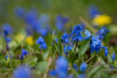 Mavi çiçekler Sibirya Squill 'i (Scilla Siberica). Ağaç ezmesi, çimenlerde mavi çiçekli çayır bitkisi. Bahar çiçeği arka planı. Bahar çayırında mavi Sibirya ezmesi çiçekleri.