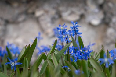 Mavi çiçekler Sibirya Squill 'i (Scilla Siberica). Ağaç ezmesi, çimenlerde mavi çiçekli çayır bitkisi. Bahar çiçeği arka planı. Bahar çayırında mavi Sibirya ezmesi çiçekleri.