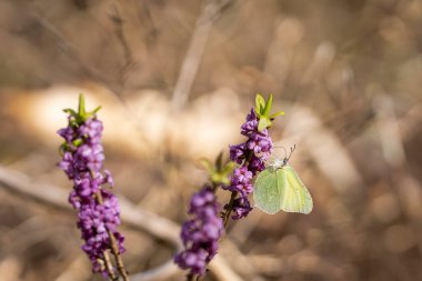 Gonepteryx rhamni, yaygın kükürt, mezereum çiçeğinin üzerinde dinlenir. Daphne mezereum çiçeklerinin üzerinde oturan güzel bir sülfür sarı kelebeği..