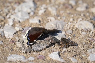 Yas tutan pelerin ve turuncu alt kanat, yerde oturuyor. Camberwell güzellik kelebeği (Nymphalis antiopa) ve turuncu alt kanat (Archiearis parthenias) kış uykusundan sonra İmago yetişkin böceği olarak ısınırlar..