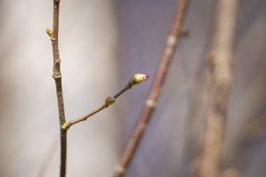 Genel fındık çiçeği - Corylus avellana - dişi çiçekler kapanıyor. Bahar arka planı. Corylus Avellana 'nın kırmızı dişi çiçeği, bir ormanlık alanda bahar günü yaygın bir fındık..