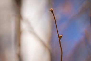 Genel fındık çiçeği - Corylus avellana - dişi çiçekler kapanıyor. Bahar arka planı. Corylus Avellana 'nın kırmızı dişi çiçeği, bir ormanlık alanda bahar günü yaygın bir fındık..
