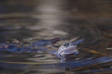 Üreme mevsiminde erkek kurbağa evlilik defterini ve mavi gri bir tonu gösterir. Genel kurbağa veya çim kurbağası (Rana temporaria).