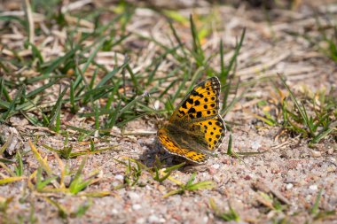 İspanya Fritiller Kraliçesi (izsoria lathonia) yerde dinleniyor. İssoria lathonia 'nın üst tarafı, Nymphalidae familyasından bir kelebek. Kıyı kumulları manzarası, gündüz parlak güneş ışığı.