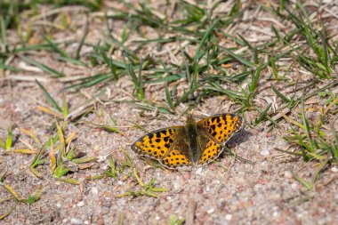 İspanya Fritiller Kraliçesi (izsoria lathonia) yerde dinleniyor. İssoria lathonia 'nın üst tarafı, Nymphalidae familyasından bir kelebek. Kıyı kumulları manzarası, gündüz parlak güneş ışığı.
