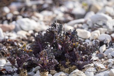Crambe maritima, baharda Sea Kale. Deniz lahanasının taze yaprakları. Bu aşamada deniz lahanası yaprakları pişirildiğinde iyi bir sebze yemeği yapar. Daha da fazlası (önce ravent ya da hindiba gibi).