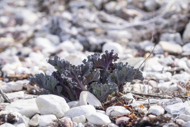 Crambe maritima, baharda Sea Kale. Deniz lahanasının taze yaprakları. Bu aşamada deniz lahanası yaprakları pişirildiğinde iyi bir sebze yemeği yapar. Daha da fazlası (önce ravent ya da hindiba gibi).