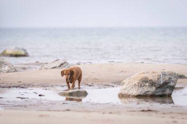 Deniz kıyısında pürüzsüz saçlı bir dachshund. Doğada kahverengimsi kırmızı dachshund. Sosis köpeği ya da sosis köpeği, porsuk köpeği olarak da bilinir.