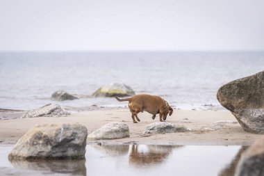 Deniz kıyısında pürüzsüz saçlı bir dachshund. Doğada kahverengimsi kırmızı dachshund. Sosis köpeği ya da sosis köpeği, porsuk köpeği olarak da bilinir.