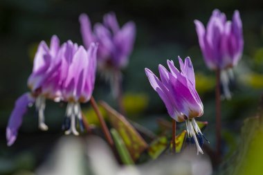 Fawn Lily, Erythronium sulevii, Liliaceae. Dogtooth menekşesi bahar erken çiçek açıyor. Eritranyum inleri (geyik zambağı, alabalık zambağı, köpek dişi menekşesi, engerek dili) yabani çiçek. Bokeh arkaplanı ve fabrikanın kapatılması.