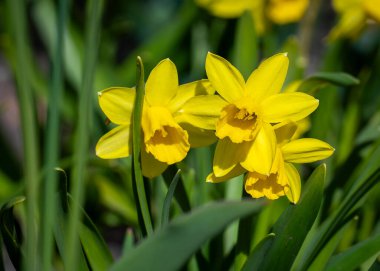 Daffodil narcissus 'Tte' parlak sarı çiçekleri ile uzun trompet şeklindeki merkezi (corona) ile. Narcissus 'T-tte' Bahçede sarı nergis çiçeği.