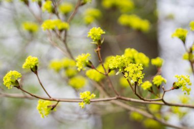 Çiçekli Norveç akçaağacı (Acer platanoides), çiçekli dal. Çiçekli akçaağaç dalı. Bahar zamanı çiçekli arka plan. Sığ alan derinliği.
