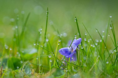 Kokulu menekşe, Viola odorata L., yapraklarında yağmur damlaları olan çimenlerin üzerinde mavi ve koyu mor bahar çiçekleri. Viola odorata (Tatlı Violet, İngiliz Violet, Yaygın Violet) - ilkbaharda yabani çayırlarda açan mor çiçekler.