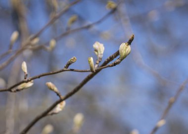 İlkbaharda ağaç dallarındaki dağ küllerinin tomurcukları. Bahar arkaplanı, rowan tomurcukları veya dağ külleri (sorbus aucuparia).