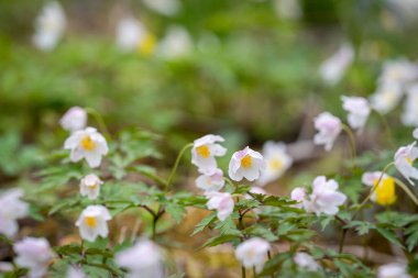 Orman Anemone: Antik Orman Belirteç Türleri. Bir Loode Oak Ormanı 'nda Anemone Nemorosa' daki Wood Amones halısı. Anemon nemorosa pembe karınlı, petaloid sepal. Anemone nemorosa 'nın koyu mor yapraklı seçimi