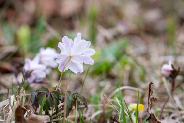 Orman Anemone: Antik Orman Belirteç Türleri. Bir Loode Oak Ormanı 'nda Anemone Nemorosa' daki Wood Amones halısı. Anemon nemorosa pembe karınlı, petaloid sepal. Anemone nemorosa 'nın koyu mor yapraklı seçimi