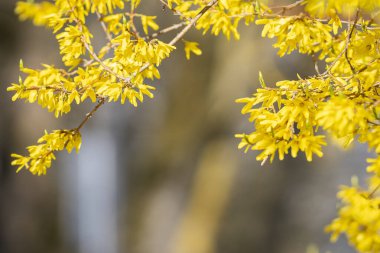 Baharda açan sarı forsythia çiçekleri. Paskalya baharı arkaplanı olarak çiçek açan sarı forsythia bitkisinin yakın çekimi. Bahçe ve bahar mevsimi konsepti.