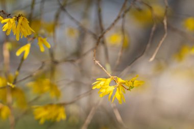Baharda açan sarı forsythia çiçekleri. Paskalya baharı arkaplanı olarak çiçek açan sarı forsythia bitkisinin yakın çekimi. Bahçe ve bahar mevsimi konsepti.