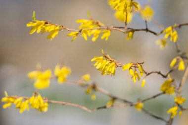 Baharda açan sarı forsythia çiçekleri. Paskalya baharı arkaplanı olarak çiçek açan sarı forsythia bitkisinin yakın çekimi. Bahçe ve bahar mevsimi konsepti.