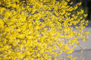 Baharda açan sarı forsythia çiçekleri. Paskalya baharı arkaplanı olarak çiçek açan sarı forsythia bitkisinin yakın çekimi. Bahçe ve bahar mevsimi konsepti.