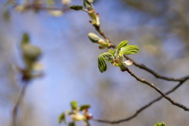 Yaygın at kestanesinin (Aesculus hippocastanum) ilkbahar yaprakları. Yapışkan at kestanesi tomurcuğu katlanmış yapraklarla açılıyor, bahar arkaplanı..