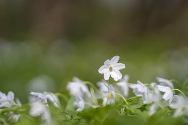 Ormanda (anemone nemorosa) (ahşap şakayık). Ahşap şakayık ya da yaban gülü, eski bir orman göstergesi türüdür. Doğa koruma alanında ahşap şakayıklar.