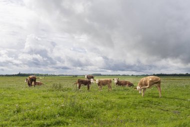 Hereford sığır ve buzağıları yazın kırsal bir alanda. Hereford sığırları kıyı otlaklarında otluyor. Bulutlu bir yaz günü. Seçici odak.
