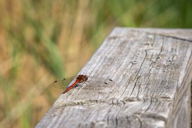 Darter yusufçuğu (Sympetrum striolatum). Yusufçuk yeşil arka planı olan ahşap bir tırabzana tünemişti..